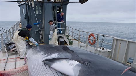 Islanda, dal 2024 sarà vietata la caccia alle balene.